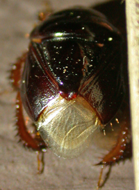 Cyrtomenus ciliatus